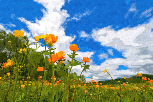 Kalifornischer Mohn unter blauem Himmel - Kunst des Denise Dundon - Diamond Painting