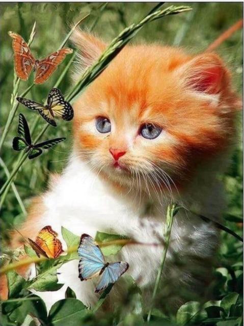 Entzückende Katzen DIY Diamond Paintings - Diamond Painting