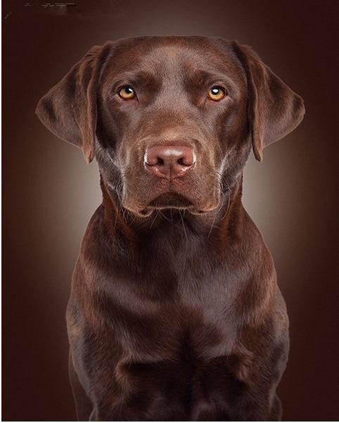 Hundesammlung DIY Diamond Paintings - Diamond Painting