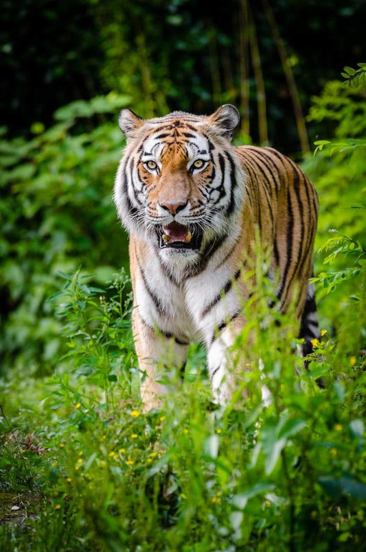 Glamouröser Tiger - Farbe von Diamanten - Diamond Painting